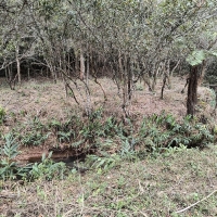 Venda de Chacara em Rural Batinga em São Thomé das Letras-MG