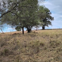Venda de Chacara em Rural Batinga em São Thomé das Letras-MG