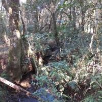 Venda de Chacara em Rural Caí em São Thomé das Letras-MG