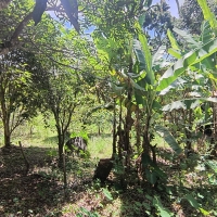 Venda de Chacara em Rural Canta Galo em São Thomé das Letras-MG