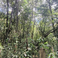 Venda de Chacara em Rural Canta Galo em São Thomé das Letras-MG