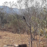 Venda de Chacara em Rural Crioulos em São Thomé das Letras-MG