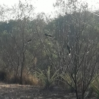 Venda de Chacara em Rural Crioulos em São Thomé das Letras-MG