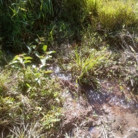 Venda de Sítio em Rural sitio dos vinte em Cruzília-MG