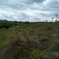 Venda de Sítio em Rural Caí em São Thomé das Letras-MG