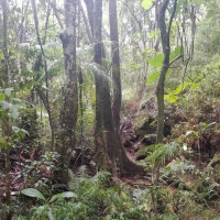 Venda de Sítio em Rural Canta Galo em São Thomé das Letras-MG