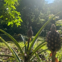 Venda de Sítio em Rural Taquaral em São Thomé das Letras-MG