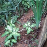 Venda de Terreno em Rural Antares em São Thomé das Letras-MG