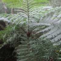 Venda de Terreno em Rural Antares em São Thomé das Letras-MG