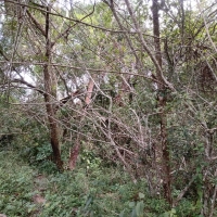 Venda de Terreno em Rural Areado em São Thomé das Letras-MG