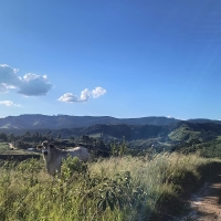 Terreno A Venda Em São Thomé Das Letras no Rural Caí