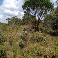 Venda de Terreno em Rural Canta Galo em São Thomé das Letras-MG