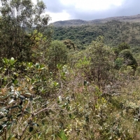 Venda de Terreno em Rural Canta Galo em São Thomé das Letras-MG