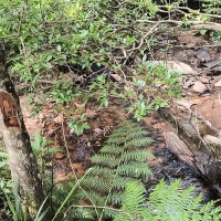Terreno A Venda Em São Thomé Das Letras no Rural Lagoa