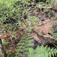 Terreno A Venda Em São Thomé Das Letras no Rural Lagoa