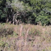 Venda de Terreno em Rural  Sobradinho de Minas em São Thomé das Letras-MG