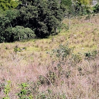 Venda de Terreno em Rural  Sobradinho de Minas em São Thomé das Letras-MG